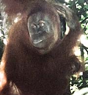 'Orangutan Mother with Baby' by Asienreisender